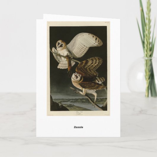 アメリカの鳥 カード (裏面)