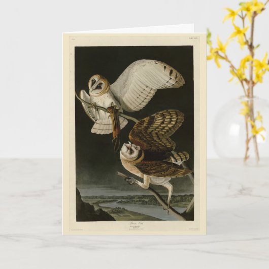 アメリカの鳥 カード (黄色い花)