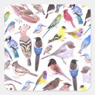 アメリカの鳥 – ペットと野鳥 スクエアシール