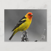 アメリカの鳴き鳥の郵便はがき ポストカード (正面)