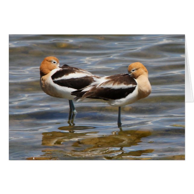 アメリカのAvocet (正面横)