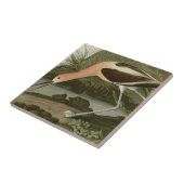 アメリカのAvocet タイル (側面)