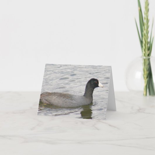 アメリカのCoot写真折り畳みノートカード ノートカード (正面)