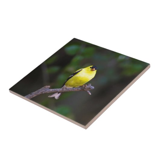 アメリカのGoldfinchのタイル タイル (側面)