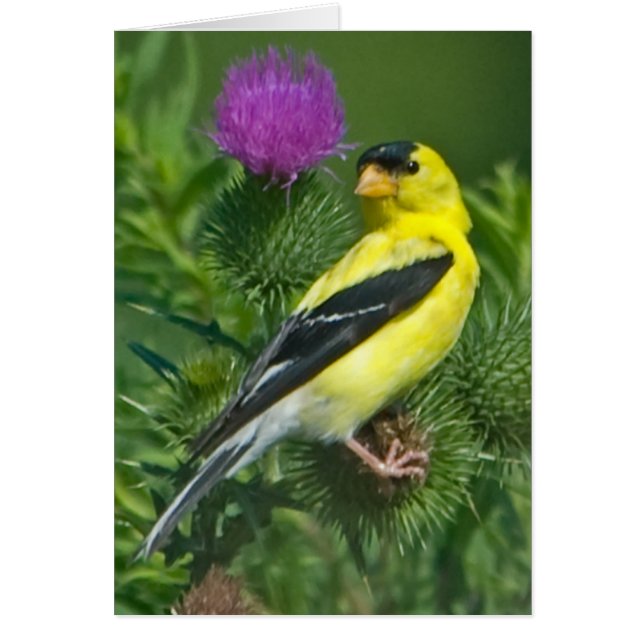 アメリカのGoldfinch (正面)