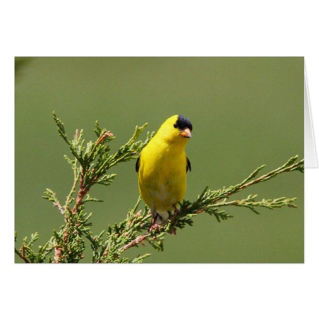 アメリカのGoldfinch (正面横)