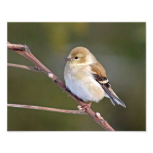 アメリカのGoldfinch フォトプリント