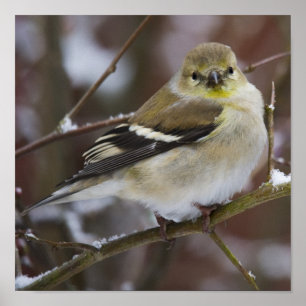 アメリカのGoldfinch ポスター