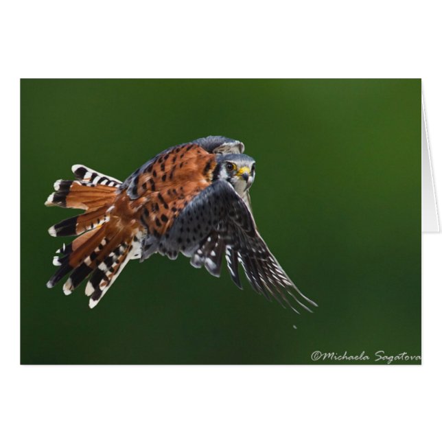 アメリカのKestrel (正面横)