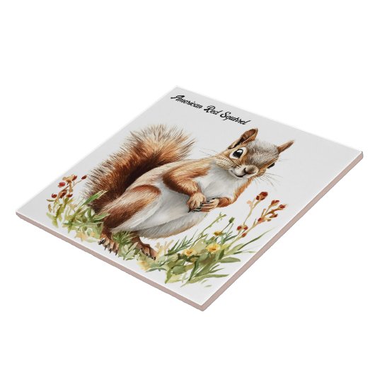 アメリカアカリス タイル (側面)