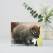 アメリカアカリス ポストカード (スタンド正面)