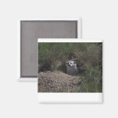 アメリカアナグマ マグネット (正面/裏面)