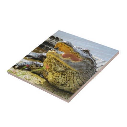 アメリカアリゲーターの写真。 さしせまった タイル (側面)