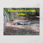 アメリカアリゲーターポストカード ポストカード (正面)