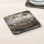 アメリカアリゲーター コースター (左側)