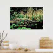 アメリカアリゲーター ポスター (キッチン)