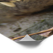 アメリカアリゲーター ポスター (角)