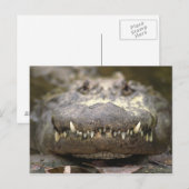 アメリカイシガメ ポストカード (正面/裏面)