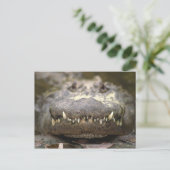 アメリカイシガメ ポストカード (スタンド正面)