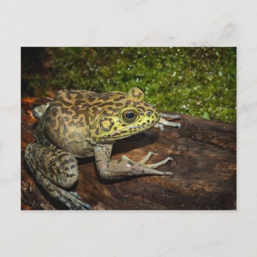 アメリカウシガエル, Rana catesbeiana ポストカード (正面)