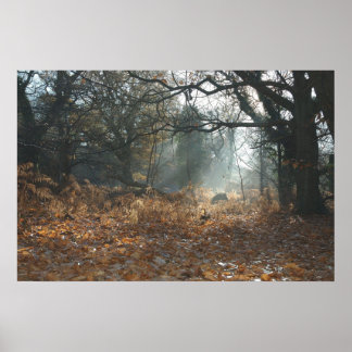 アメリカウッド ポスター