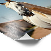 アメリカウマ フォトプリント            (角)