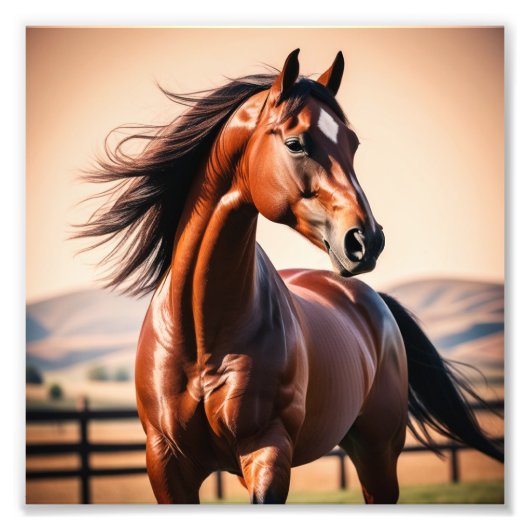 アメリカウマ フォトプリント            (正面)