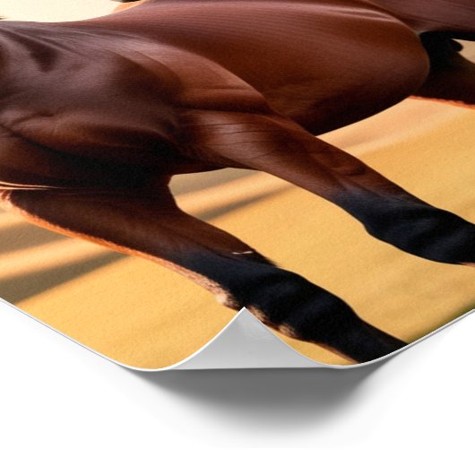 アメリカウマ ポスター (角)