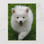 アメリカエスキモエスキーパピードッグ空白のはがき ポストカード (正面)