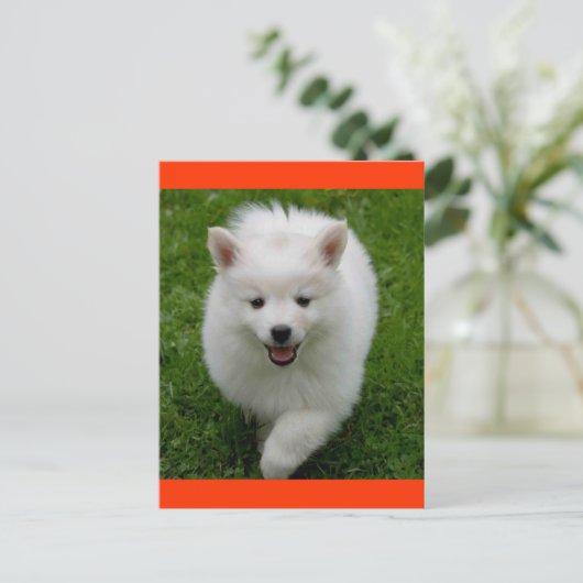 アメリカエスキモエスキーパピードッグ空白のはがき ポストカード (スタンド正面)