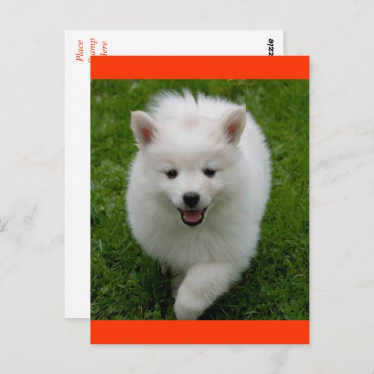 アメリカエスキモエスキーパピードッグ空白のはがき ポストカード (正面/裏面)