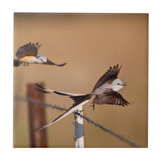 アメリカオウギビタイサイロドリ (Tyrannus Forficatus) タイル (正面)