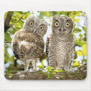 アメリカオオコノハズクのひよこ2 マウスパッド