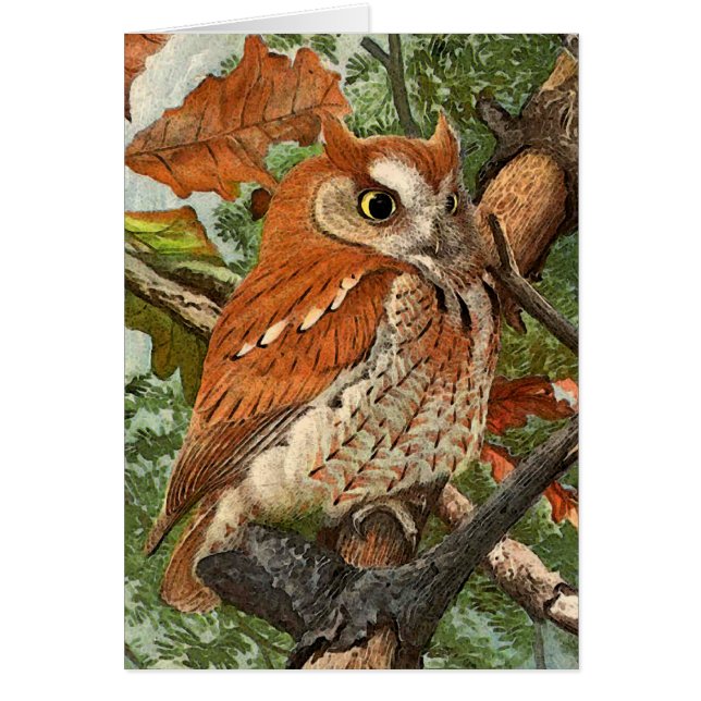 アメリカオオコノハズク(茶色段階) (正面)