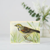 アメリカオナガ ポストカード (スタンド正面)