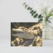 アメリカカイマン 口を開けて ポストカード (スタンド正面)