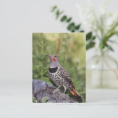 アメリカカナダキツツキ, Colaptes auratus, 赤い軸を持つタイプ ポストカード (スタンド正面)