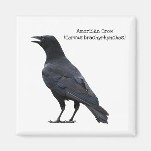 アメリカカラス マグネット