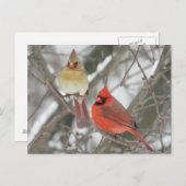 アメリカカーディナル ポストカード (正面/裏面)
