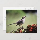アメリカガビタキ ポストカード (正面/裏面)