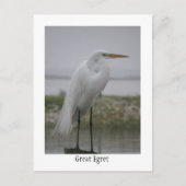 アメリカガン ポストカード (正面)