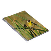 アメリカキイタキ ノートブック (右側)