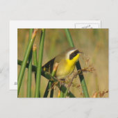 アメリカキイタキ ポストカード (正面/裏面)