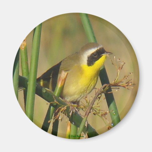 アメリカキイタキ マグネット (正面)