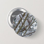 アメリカキジバト 缶バッジ (正面&裏面)