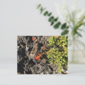 アメリカキンギョソウ ポストカード (スタンド正面)