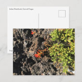 アメリカキンギョソウ ポストカード (正面/裏面)