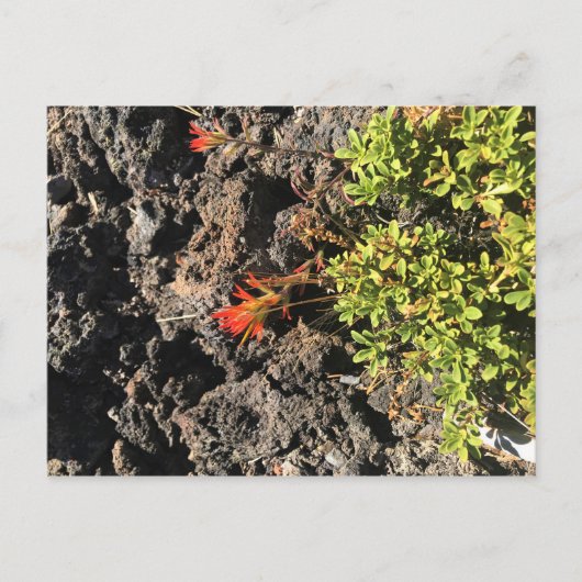 アメリカキンギョソウ ポストカード (正面)