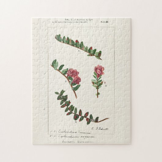 アメリカクランベリー(Vaccinium Macrocarpon) ジグソーパズル (縦)