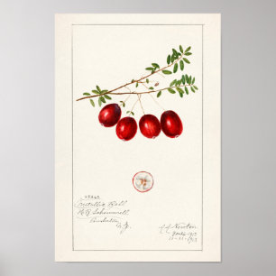 アメリカクランベリー(Vaccinium macrocarpon) ポスター